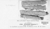Podofomes mollis image